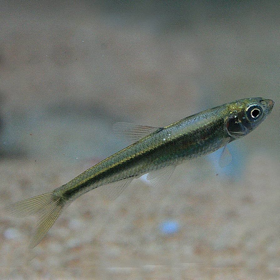 Amazon | (日淡)オイカワ （約10cm）＜1匹＞[生体] | 観賞魚